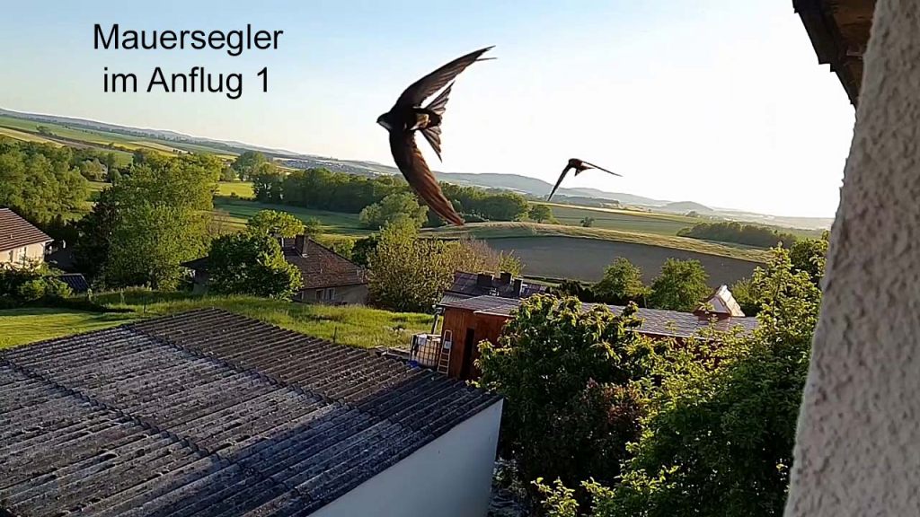 Mauersegler im Anflug 1